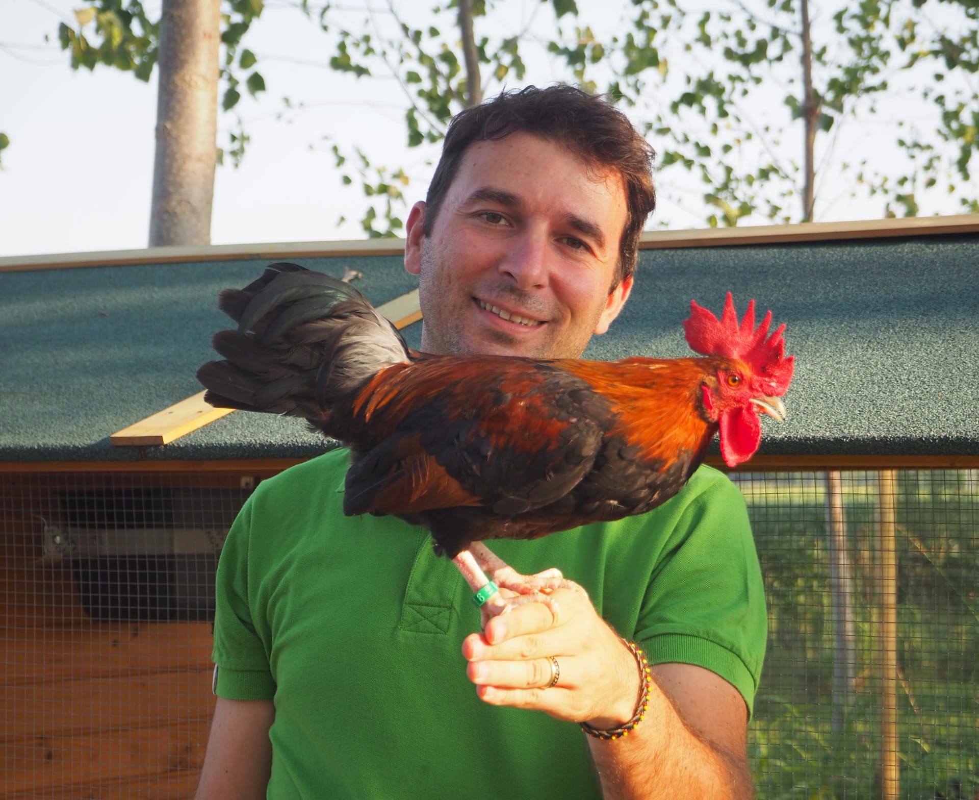 Nicola Oselladore e il gallo